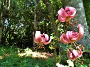 55  Lilium martagon (Giglio martagone) anche sul Sentiero dei roccoli